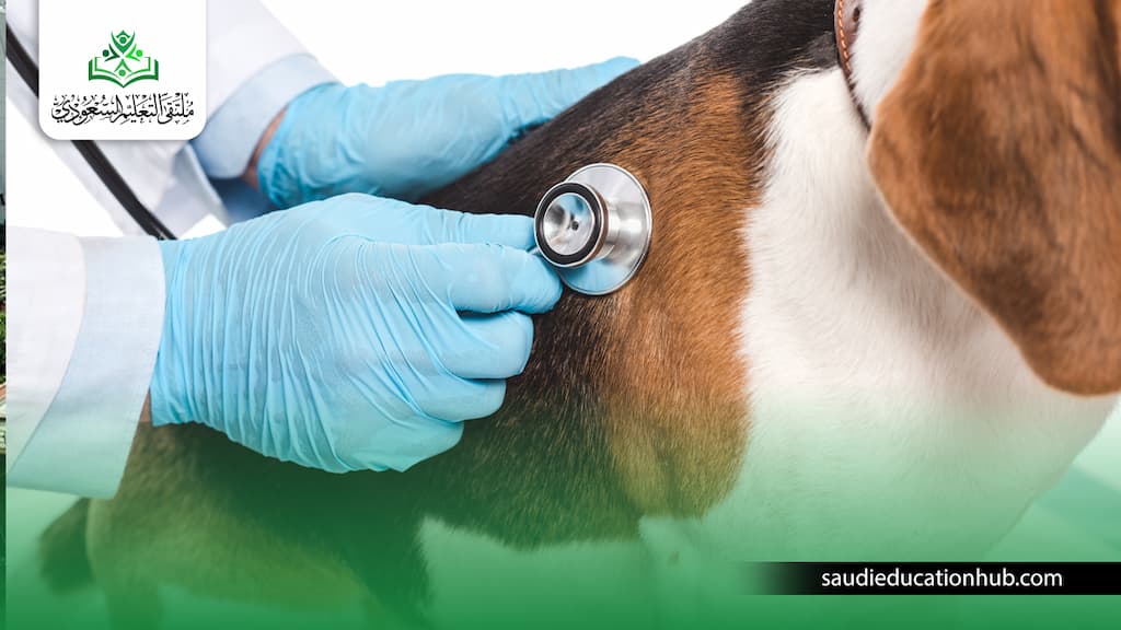 دراسة الطب البيطري في مصر