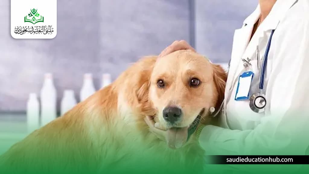 مصاريف طب بيطري جامعة الملك سلمان